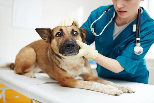 Cachorro falta de ar em São Paulo