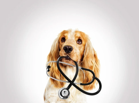 Cachorro com tosse de ganso em Indaiatuba