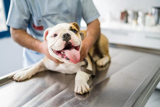 Cachorro com tosse de ganso em São Paulo