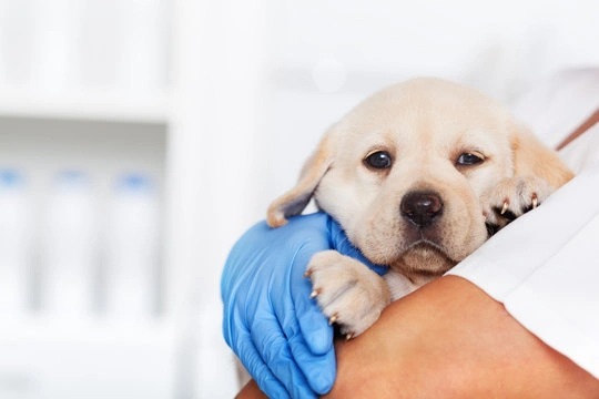 Cachorro com tosse tipo engasgo