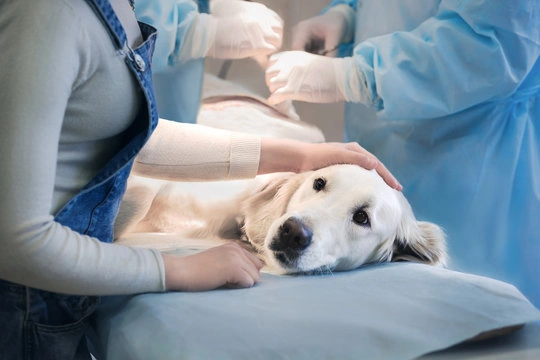 Cachorro com tosse tipo engasgo em Indaiatuba