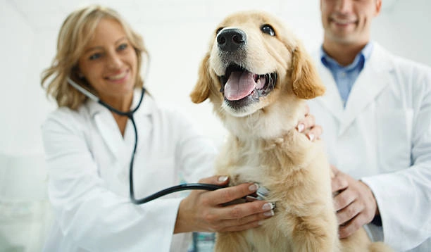 Imagem ilustrativa de Consulta veterinária em São Paulo