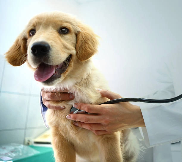 Imagem ilustrativa de Consulta veterinária valor em Indaiatuba