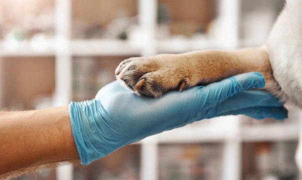 Cuidados com cães com falta de ar