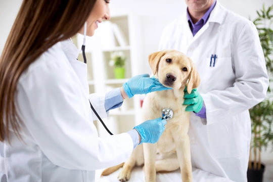 Cuidados com cães roncando