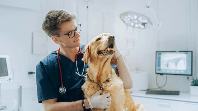 Endoscopia cachorro preço