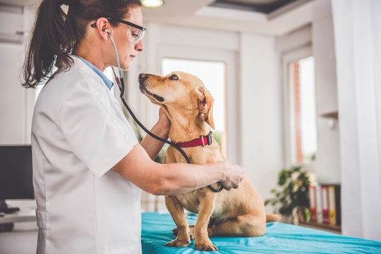 Endoscopia cachorro preço em Indaiatuba