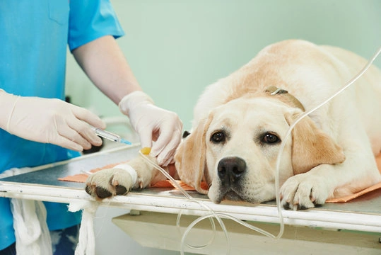 Endoscopia cachorro valor em Indaiatuba