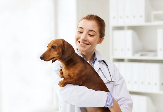 Endoscopia cachorro valor em São Paulo