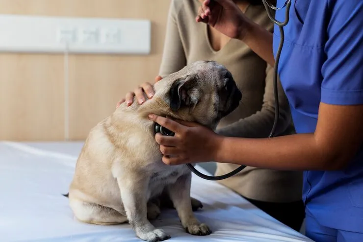 Especialista respiratório veterinário