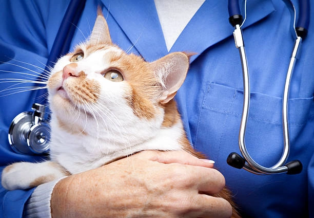 Gato com espirro e catarro