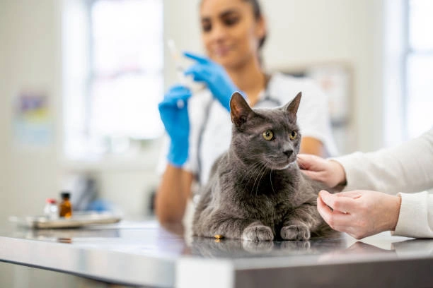 Gato tossindo com a língua para fora em São Paulo