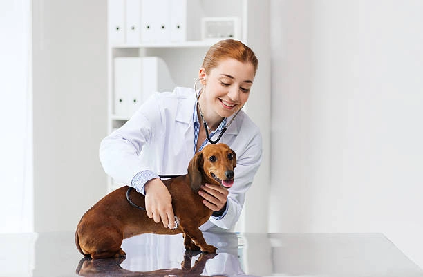 Pneumologista veterinário valor em São Paulo