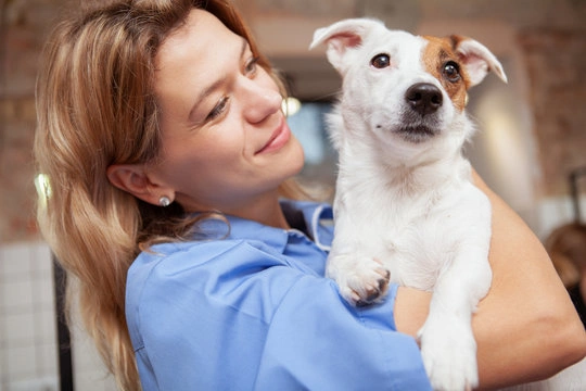 Remédio para bronquite de cachorro em São Paulo