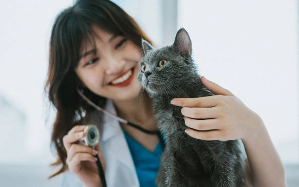 Remédio para bronquite felina