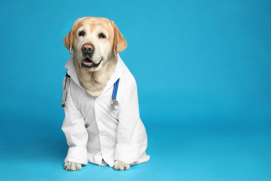 Tosse em cães em São Paulo
