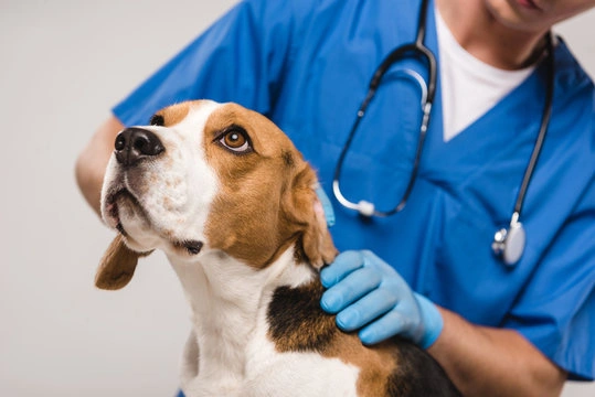 Tosse canina tratamento em São Paulo
