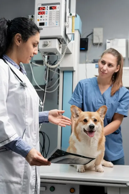 Tratamento para bronquite em cães
