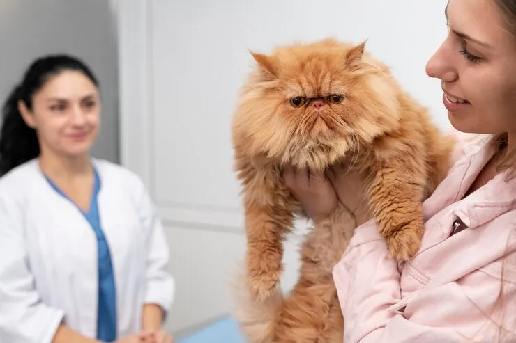Tratamento para pneumonia em gatos