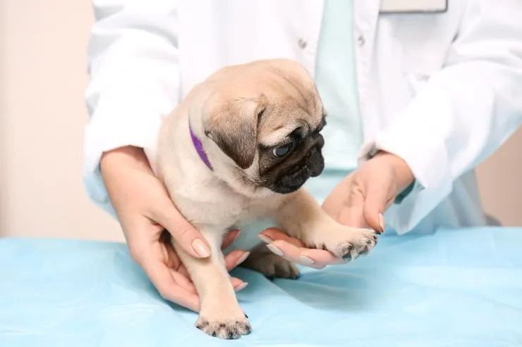 Tratamento para pug roncando