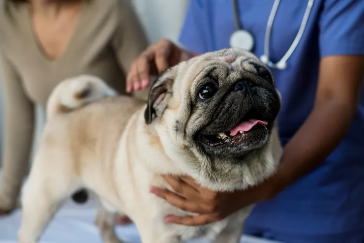 Tratamento respiratório para buldogue
