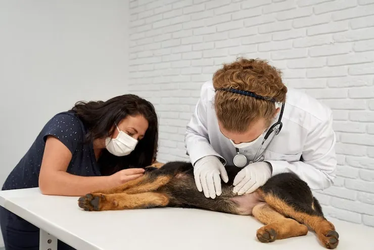 Tratamento para tosse em cachorro